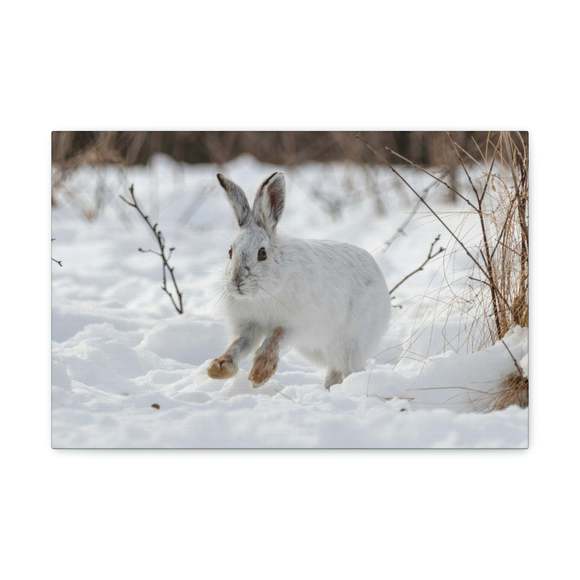 White Tailed Jackrabbit Moccasins Of The White Hare Snow Hare